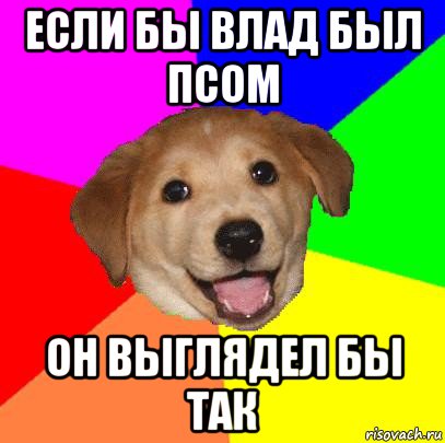 если бы влад был псом он выглядел бы так, Мем Advice Dog