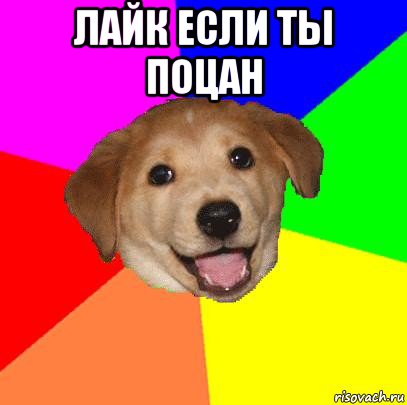 лайк если ты поцан , Мем Advice Dog