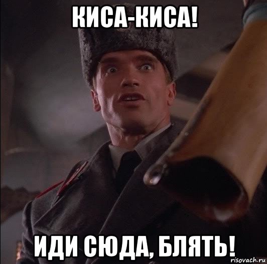 киса-киса! иди сюда, блять!