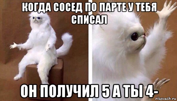 когда сосед по парте у тебя списал он получил 5 а ты 4-, Мем Чучело кота