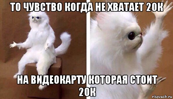 то чувство когда не хватает 20к на видеокарту которая стоит 20к, Мем Чучело кота