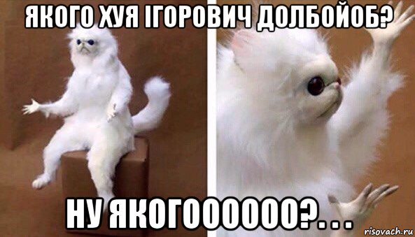 якого хуя ігорович долбойоб? ну якогоооооо?. . ., Мем Чучело кота