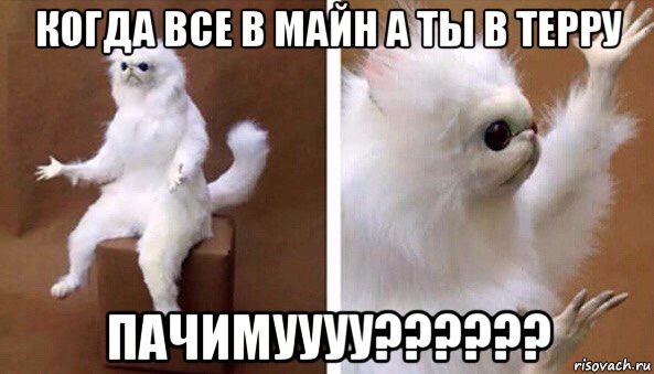 когда все в майн а ты в терру пачимуууу??????, Мем Чучело кота