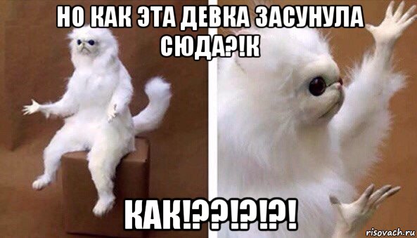 но как эта девка засунула сюда?!к как!??!?!?!, Мем Чучело кота