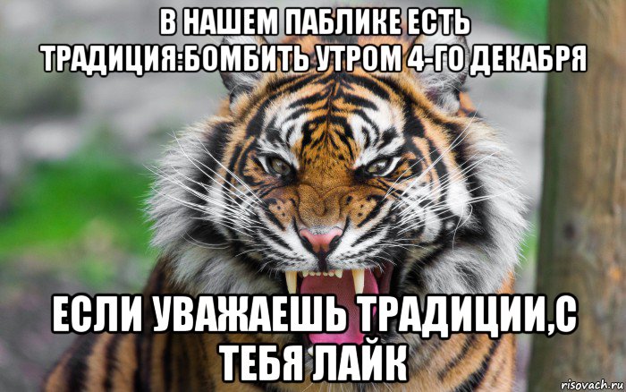 в нашем паблике есть традиция:бомбить утром 4-го декабря если уважаешь традиции,с тебя лайк, Мем ДЕРЗКИЙ ТИГР