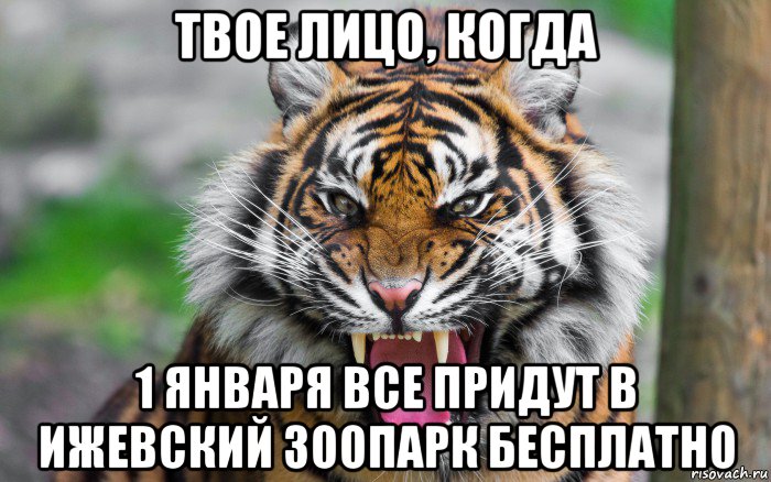 твое лицо, когда 1 января все придут в ижевский зоопарк бесплатно, Мем ДЕРЗКИЙ ТИГР