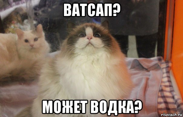 ватсап? может водка?