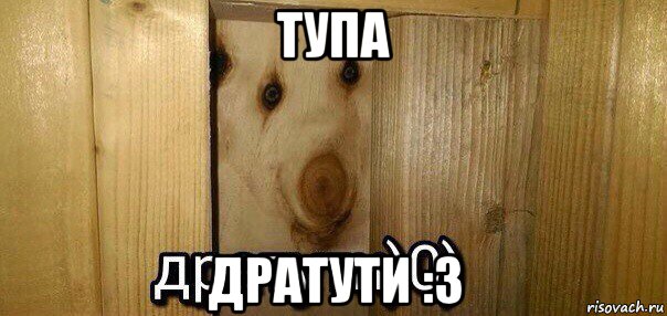 тупа дратути :3