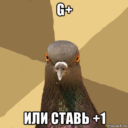 g+ или ставь +1, Мем голубь