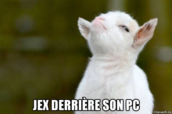  jex derrière son pc, Мем  Гордый козленок