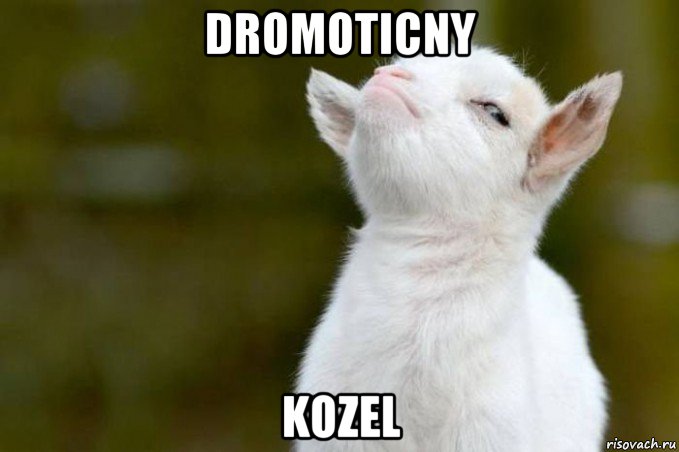 dromoticny kozel, Мем  Гордый козленок