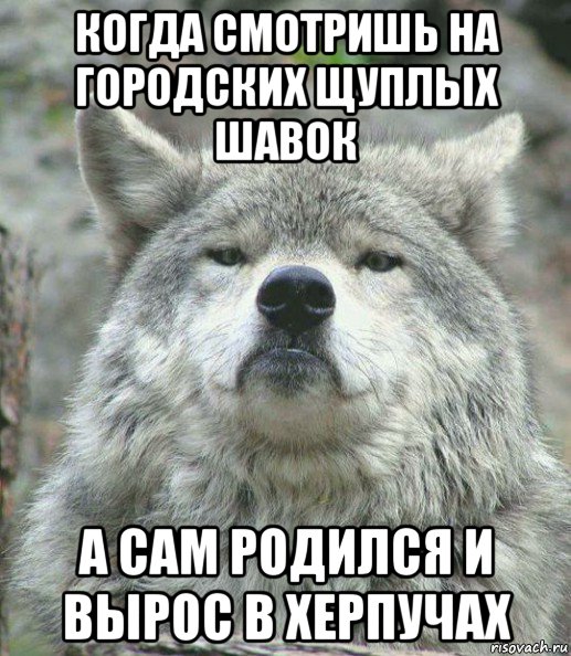 когда смотришь на городских щуплых шавок а сам родился и вырос в херпучах, Мем    Гордый волк