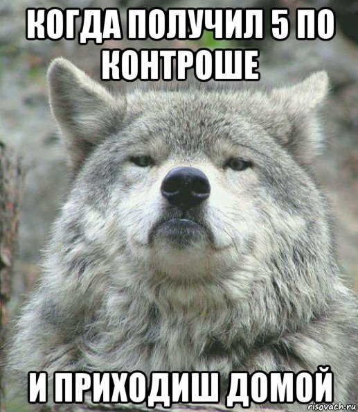 когда получил 5 по контроше и приходиш домой, Мем    Гордый волк