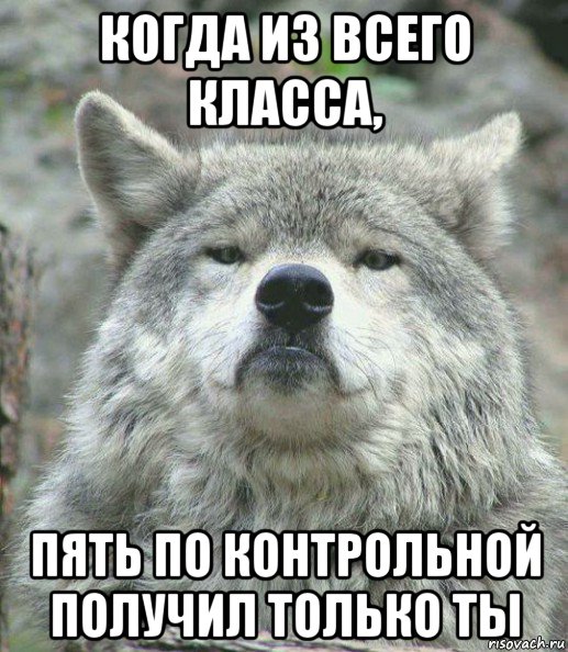 когда из всего класса, пять по контрольной получил только ты, Мем    Гордый волк