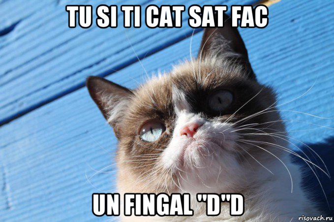 tu si ti cat sat fac un fingal "d"d, Мем  grumpy cat