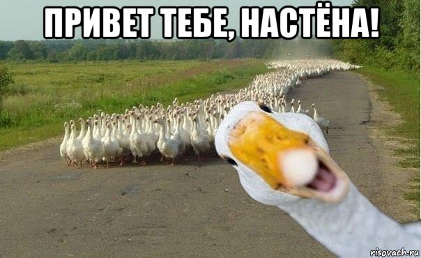 привет тебе, настёна! , Мем гуси