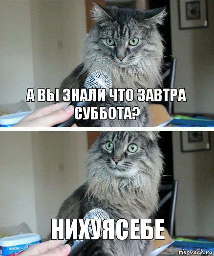 А ВЫ ЗНАЛИ ЧТО ЗАВТРА СУББОТА? НИХУЯСЕБЕ, Комикс  кот с микрофоном