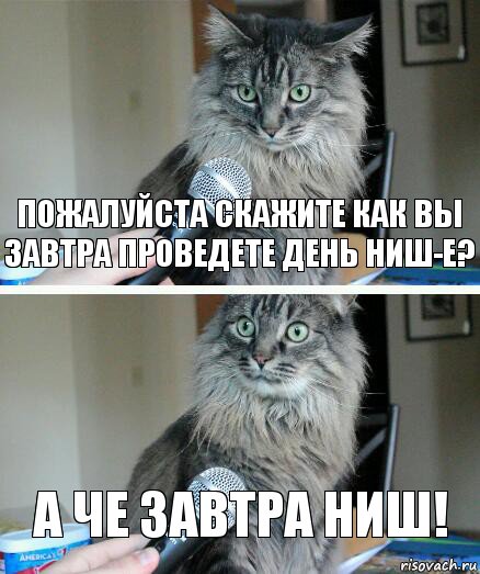 Пожалуйста скажите как вы завтра проведете день НИШ-е? А че завтра НИШ!, Комикс  кот с микрофоном