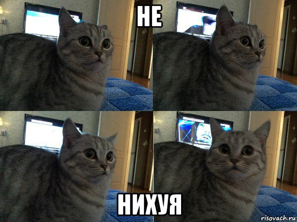 не нихуя, Мем  Кот в шоке