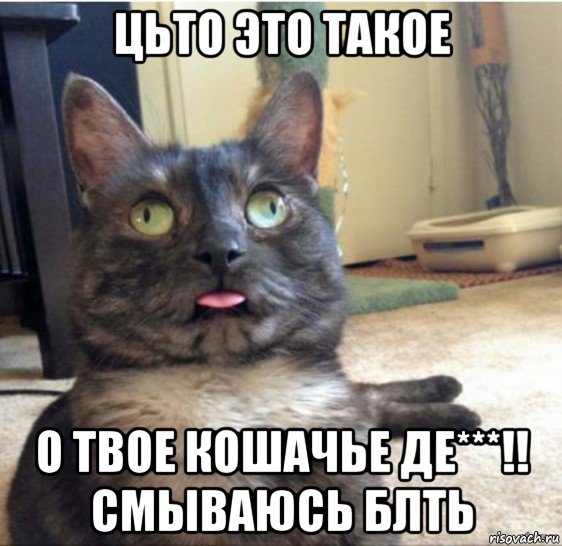 цьто это такое о твое кошачье де***!! смываюсь блть, Мем   Кот завис