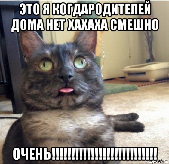 это я когдародителей дома нет хахаха смешно очень!!!!!!!!!!!!!!!!!!!!!!!!!!!, Мем   Кот завис