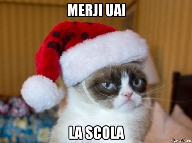 merji uai la scola, Мем   Новогодний угрюмый кот