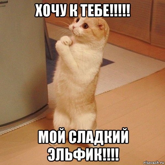 хочу к тебе!!!!! мой сладкий эльфик!!!!, Мем  котэ молится