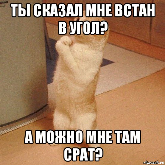 ты сказал мне встан в угол? а можно мне там срат?, Мем  котэ молится