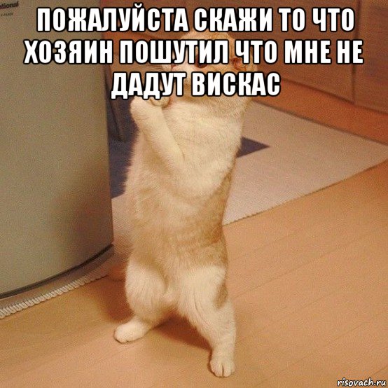 пожалуйста скажи то что хозяин пошутил что мне не дадут вискас , Мем  котэ молится