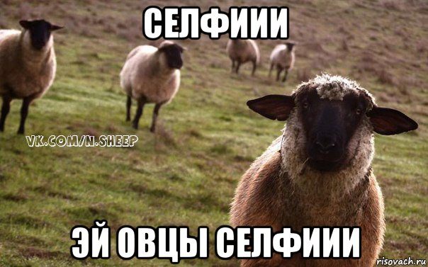 селфиии эй овцы селфиии, Мем  Наивная Овца