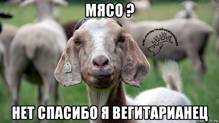 мясо ? нет спасибо я вегитарианец