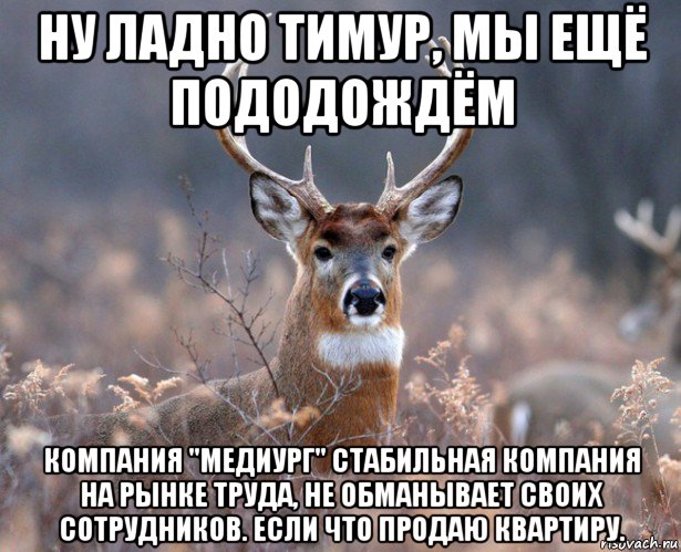 ну ладно тимур, мы ещё пододождём компания "медиург" стабильная компания на рынке труда, не обманывает своих сотрудников. если что продаю квартиру., Мем   Наивный олень