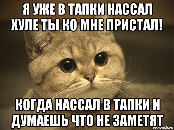 я уже в тапки нассал хуле ты ко мне пристал! когда нассал в тапки и думаешь что не заметят, Мем Пидрила ебаная котик