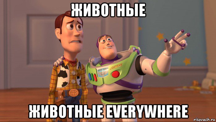 животные животные everywhere, Мем Они повсюду (История игрушек)