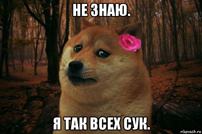 не знаю. я так всех сук., Мем  SAD DOGE GIRL