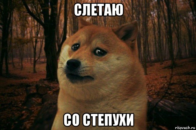 слетаю со степухи, Мем SAD DOGE