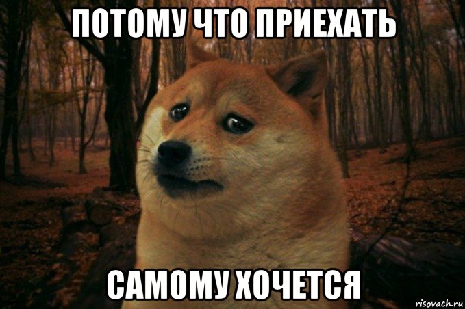 потому что приехать самому хочется, Мем SAD DOGE