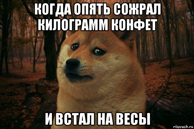 когда опять сожрал килограмм конфет и встал на весы, Мем SAD DOGE