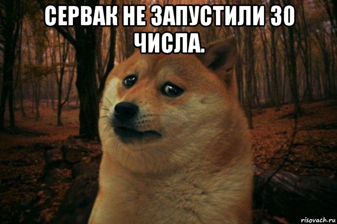 сервак не запустили 30 числа. , Мем SAD DOGE