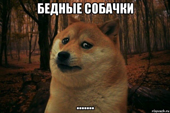 бедные собачки ......., Мем SAD DOGE