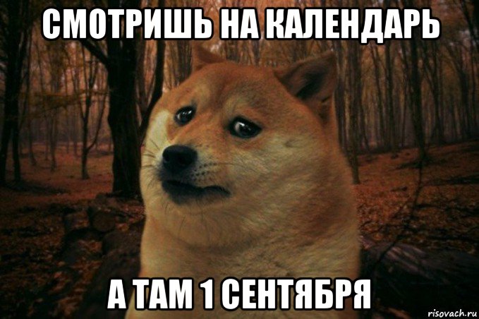 смотришь на календарь а там 1 сентября, Мем SAD DOGE