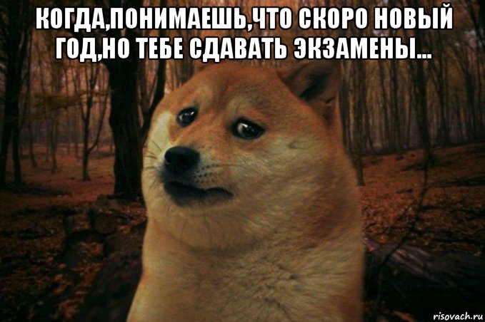 когда,понимаешь,что скоро новый год,но тебе сдавать экзамены... , Мем SAD DOGE