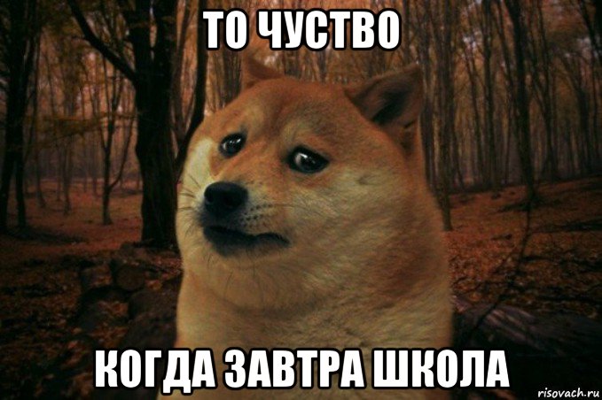 то чуство когда завтра школа, Мем SAD DOGE