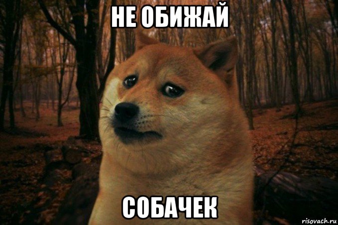 не обижай собачек, Мем SAD DOGE