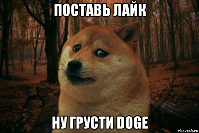 поставь лайк ну грусти doge, Мем SAD DOGE