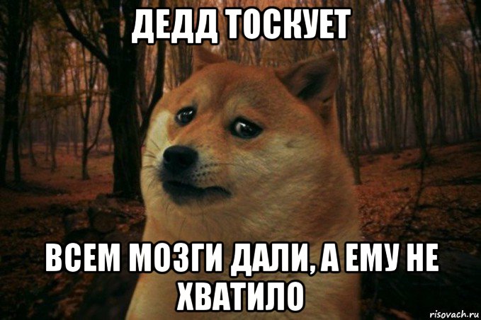 дедд тоскует всем мозги дали, а ему не хватило, Мем SAD DOGE