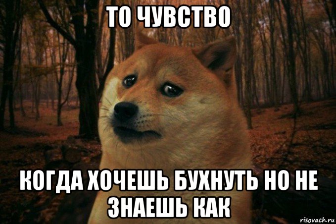 то чувство когда хочешь бухнуть но не знаешь как, Мем SAD DOGE