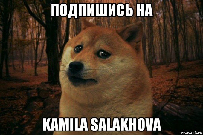 подпишись на kamila salakhova, Мем SAD DOGE