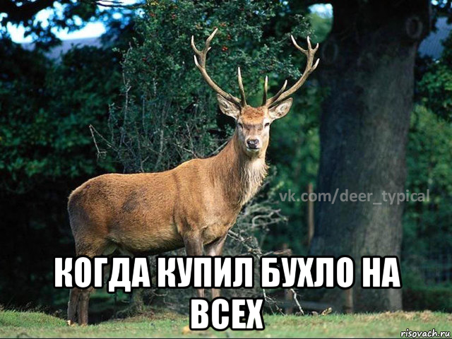  когда купил бухло на всех, Мем Паблик Типичный олень