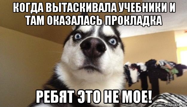 когда вытаскивала учебники и там оказалась прокладка ребят это не мое!, Мем  Собака-удивляка